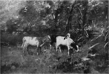 Cows